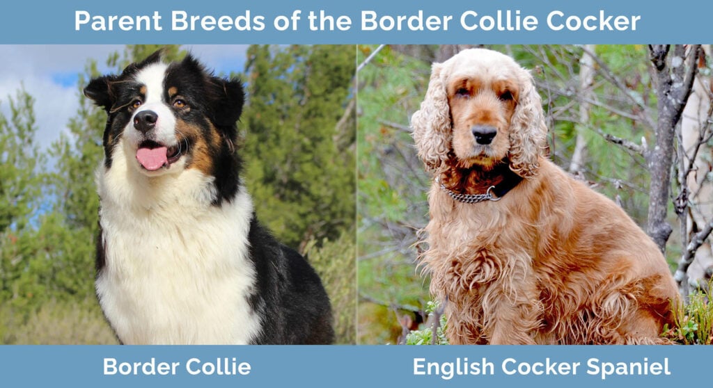Parent Breeds of the Border Collie Cocker
