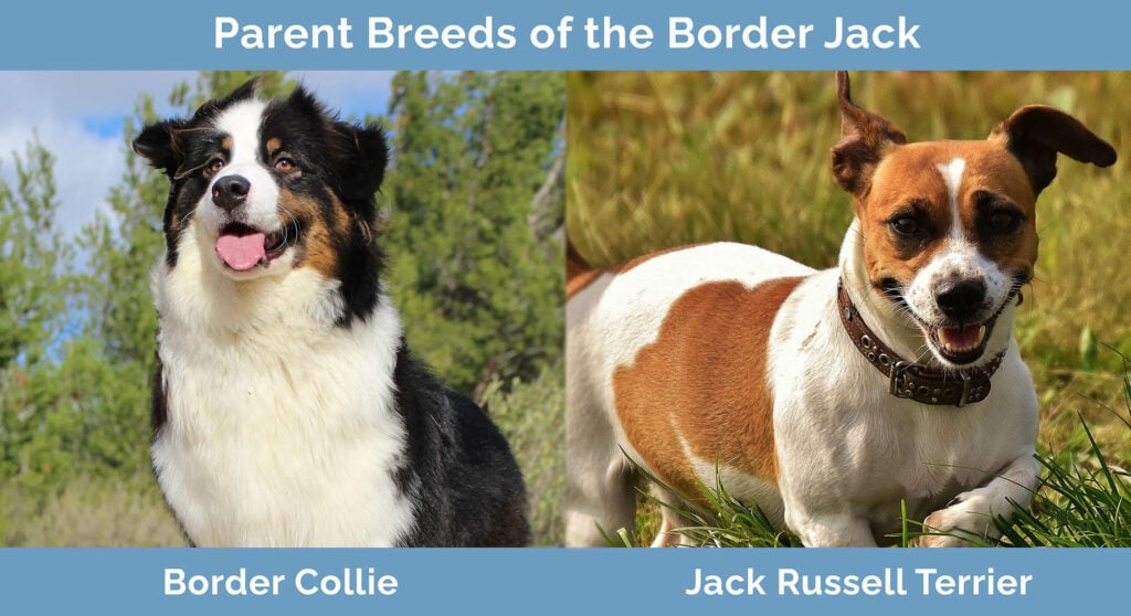 Parent Breeds of the Border Jack