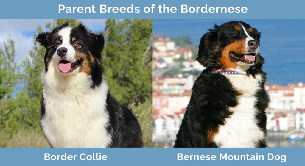 Parent Breeds of the Bordernese