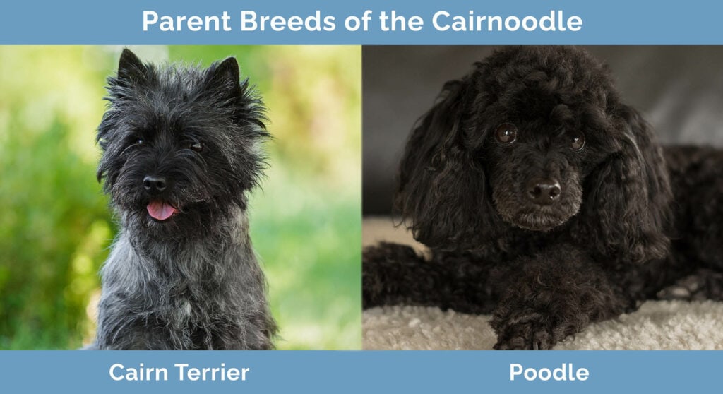 Parent Breeds of the Cairnoodle