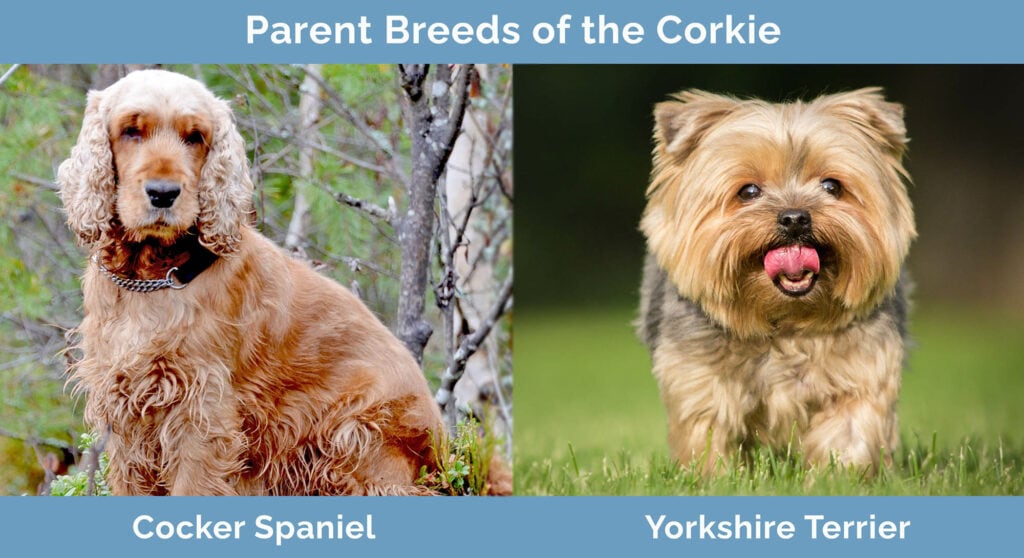 Parent Breeds of the Corkie