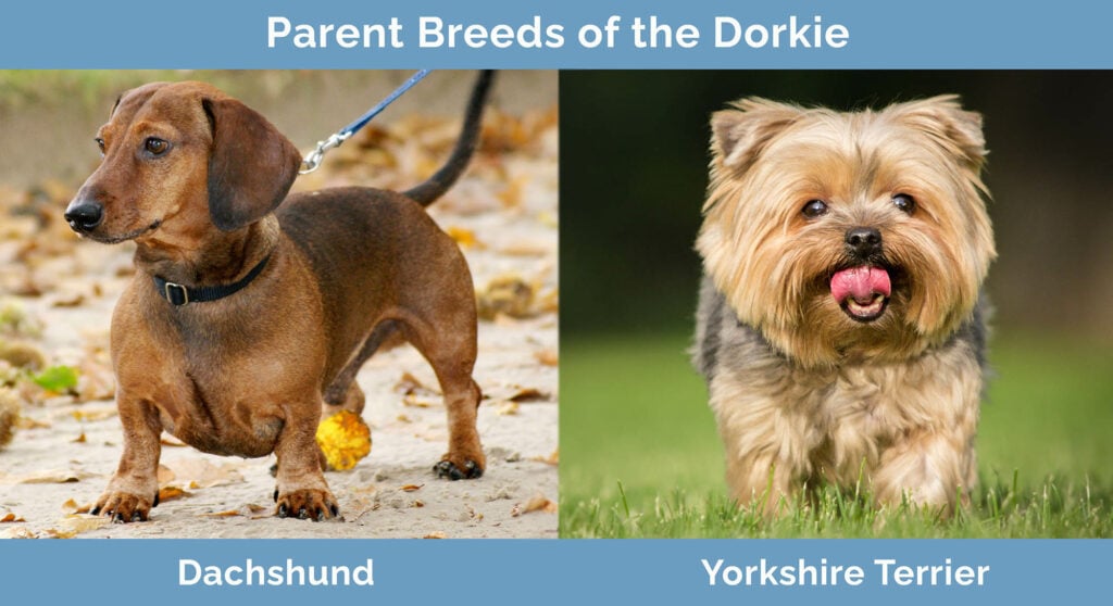 Parent Breeds of the Dorkie