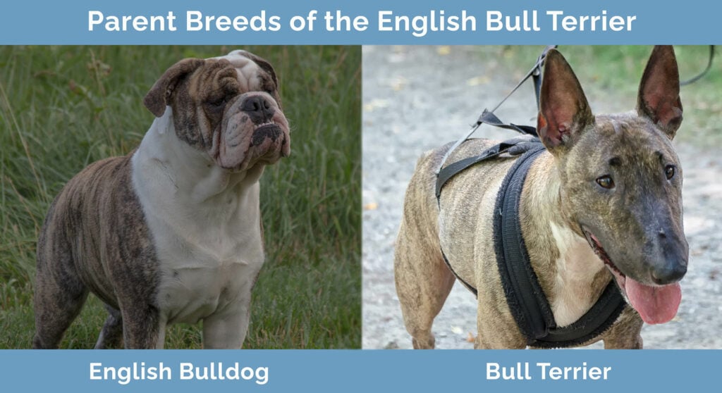 Parent Breeds of the English Bull Terrier