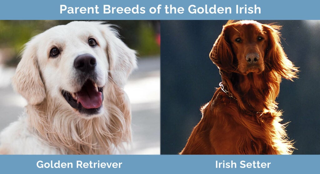 Parent Breeds of the Golden Irish