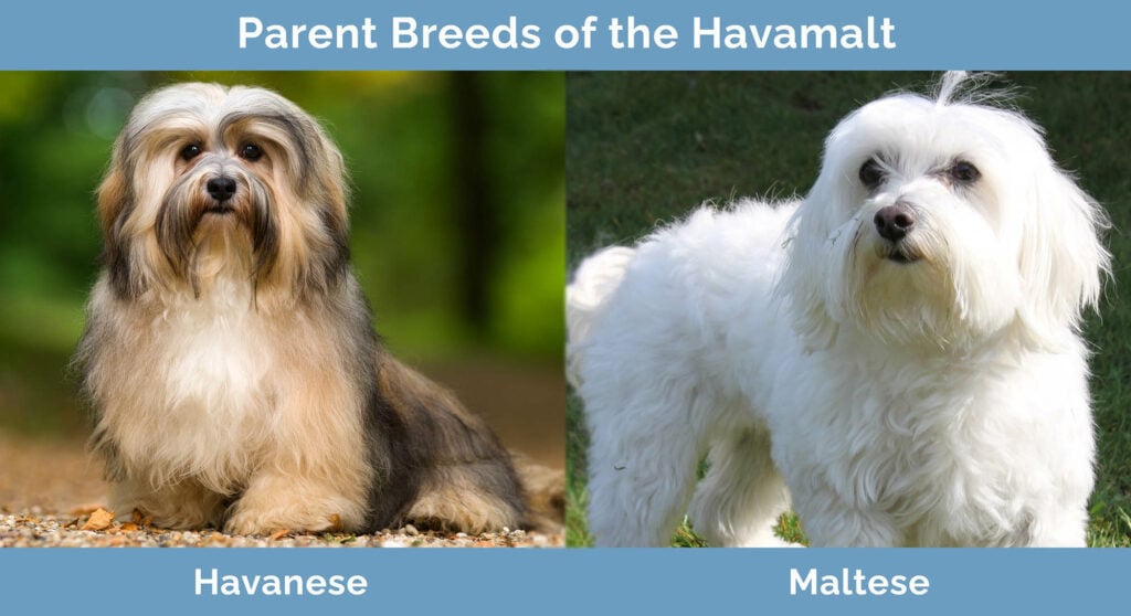 Parent Breeds of the Havamalt