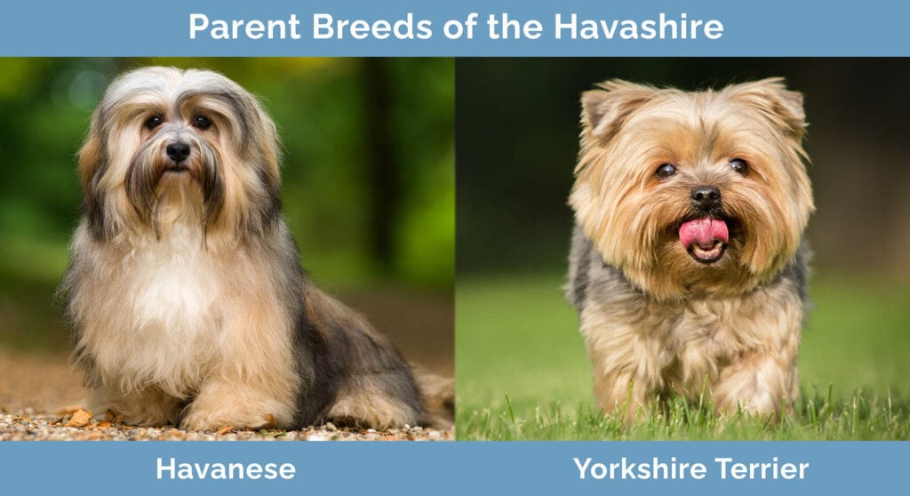 Parent Breeds of the Havashire