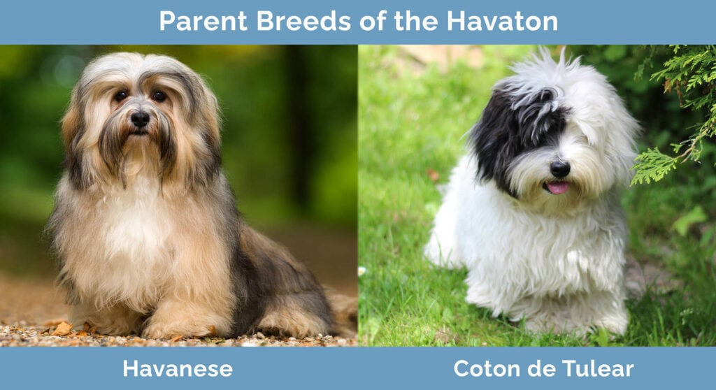 Parent Breeds of the Havaton