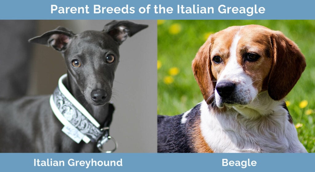 Parent Breeds of the Italian Greagle