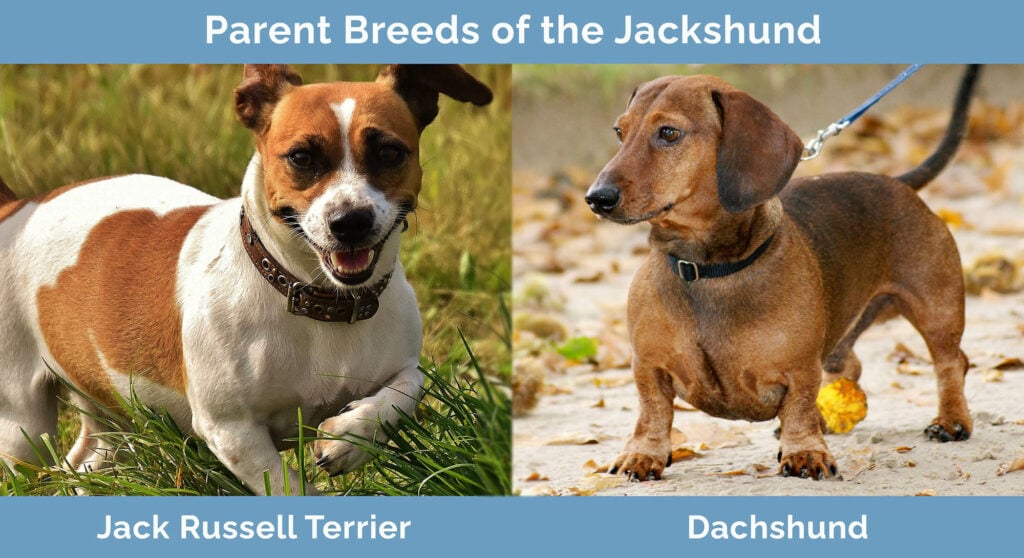 Parent Breeds of the Jackshund