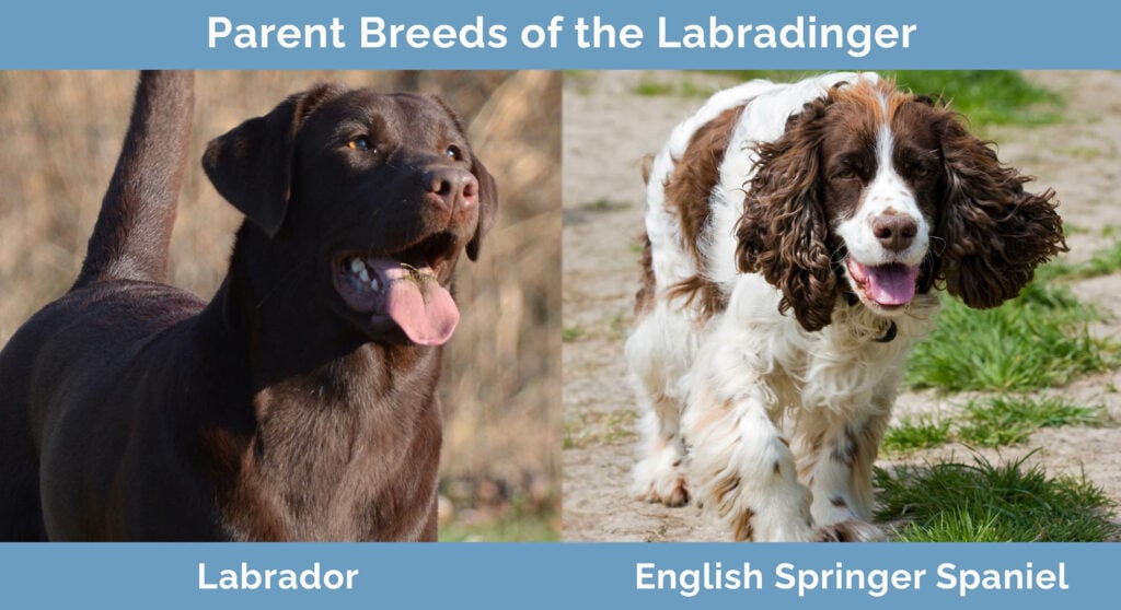 Parent Breeds of the Labradinger