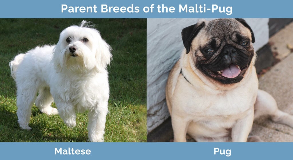 Parent Breeds of the Malti-Pug