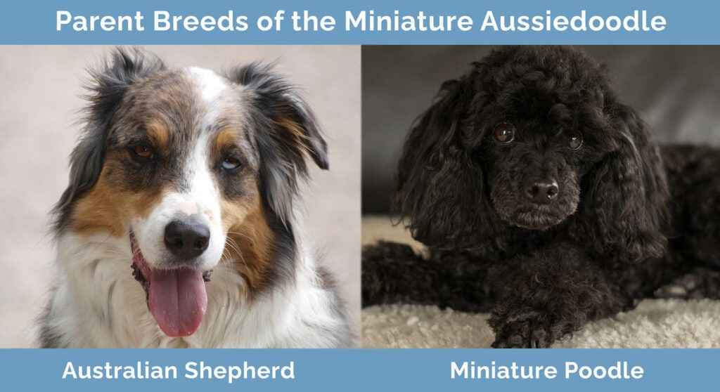 Parent Breeds of the Miniature Aussiedoodle