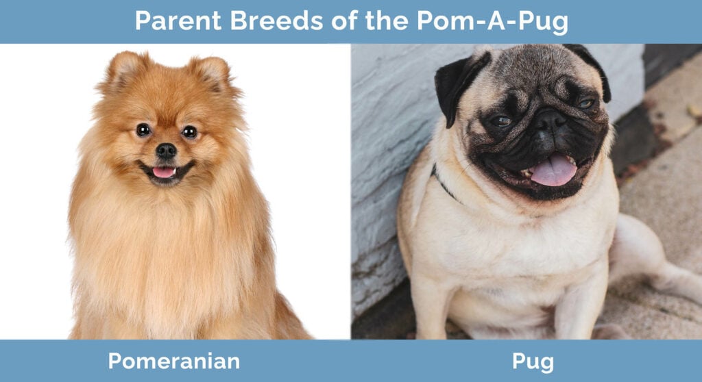 Parent Breeds of the Pom-A-Pug