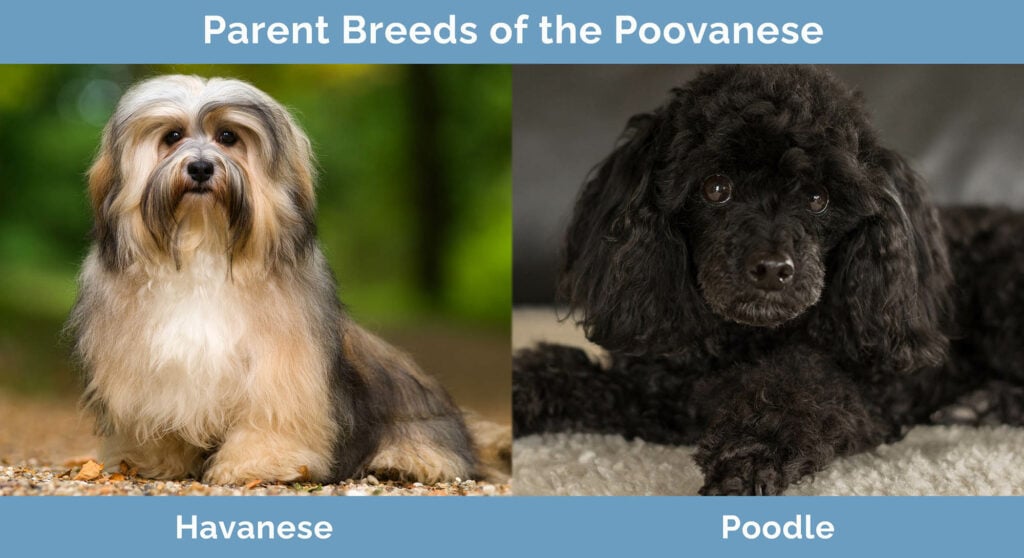 Parent Breeds of the Poovanese