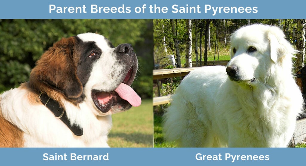 Parent Breeds of the Saint Pyrenees