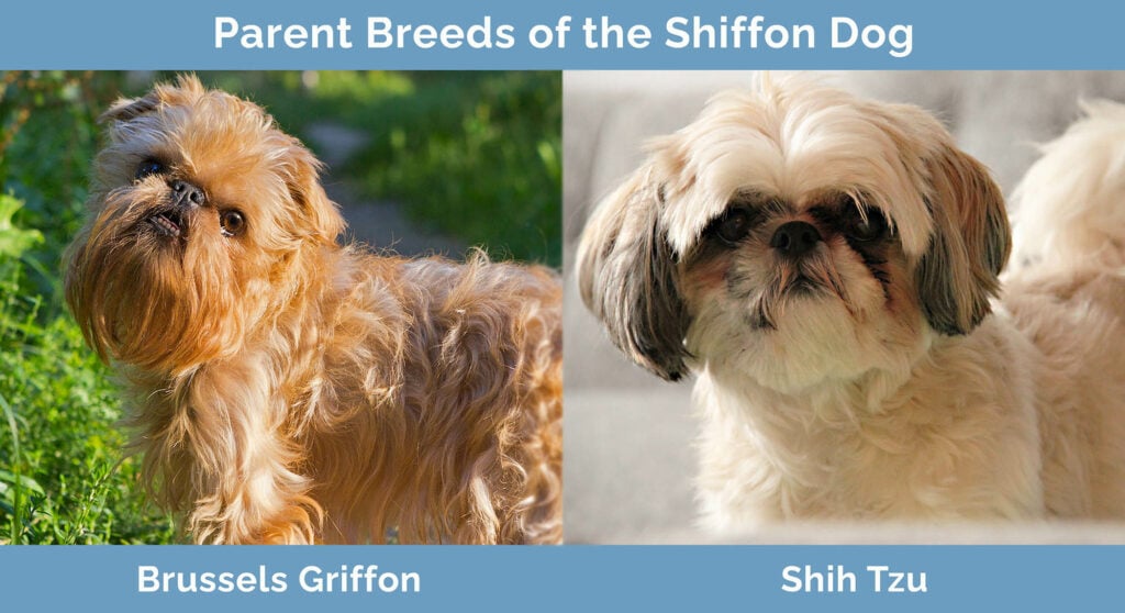 Parent Breeds of the Shiffon Dog