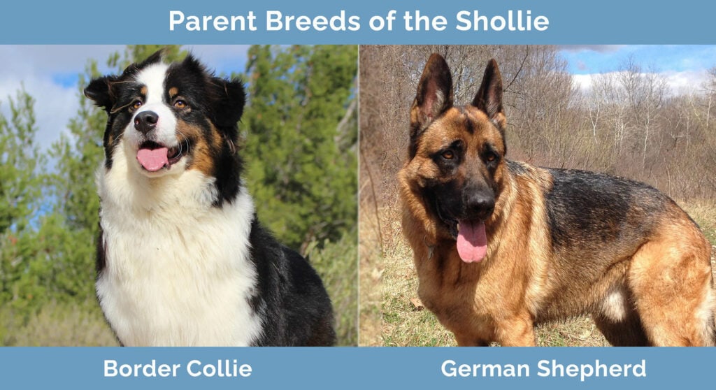 Parent Breeds of the Shollie