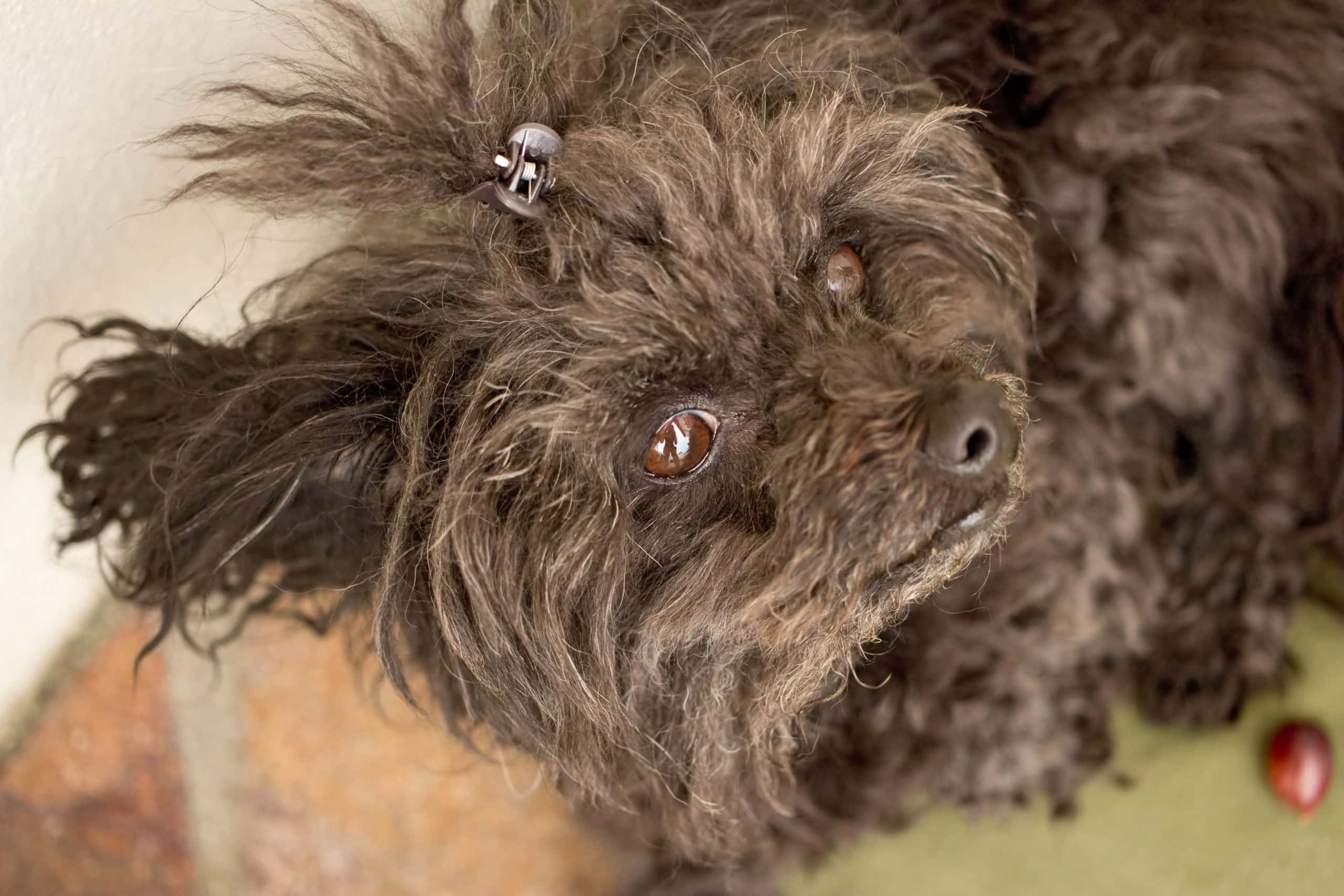 Russian Tsvetnaya Bolonka