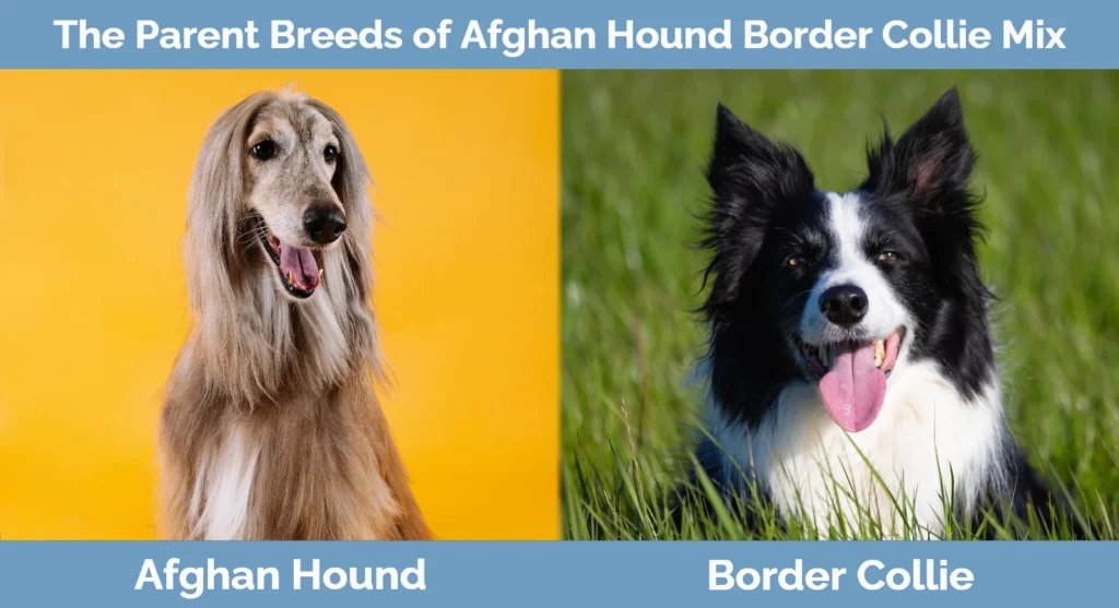 The parent breeds of Afghan Hound Border Collie Mix