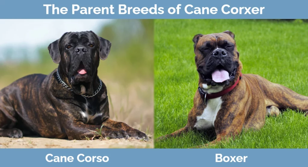 The parent breeds of Cane Corxer
