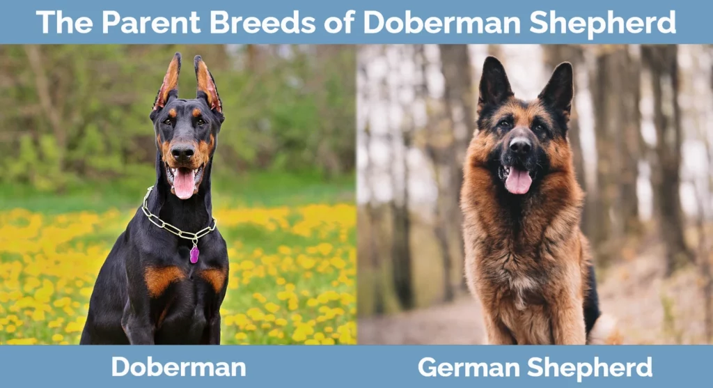 The parent breeds of Doberman Shepherd