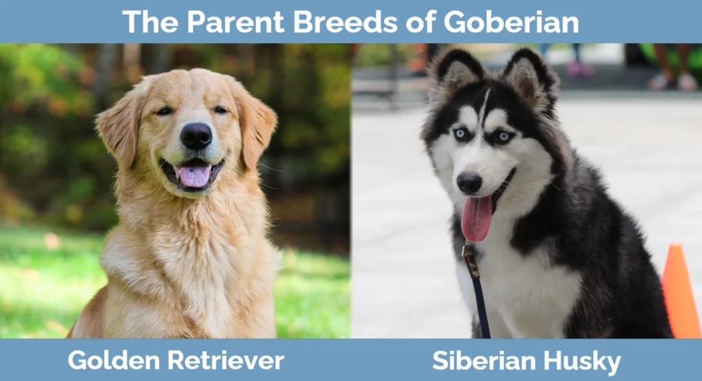 The parent breeds of Goberian