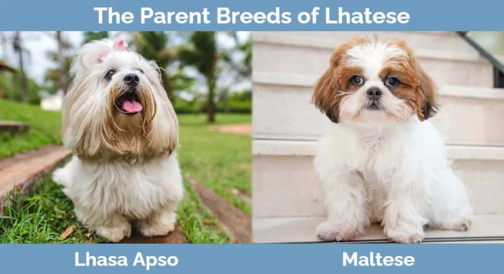 The parent breeds of Lhatese