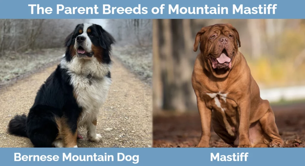 The parent breeds of Mountain Mastiff
