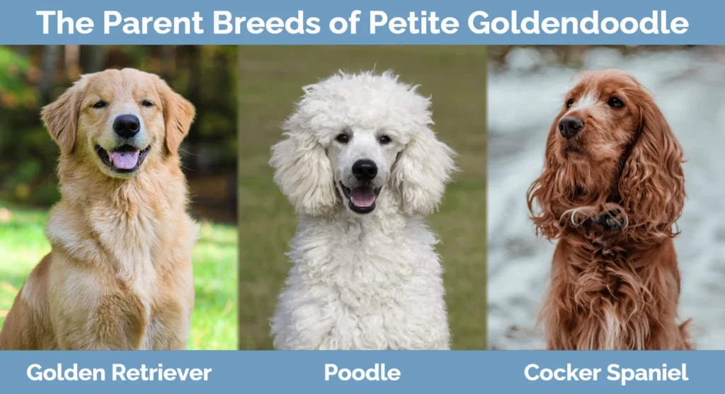 The parent breeds of Petite Goldendoodle