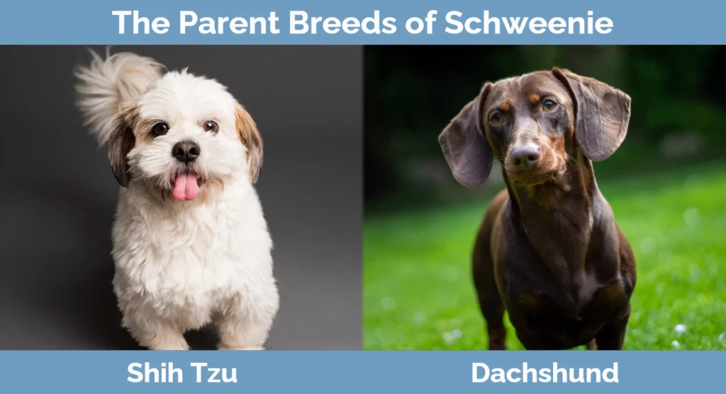 The parent breeds of Schweenie