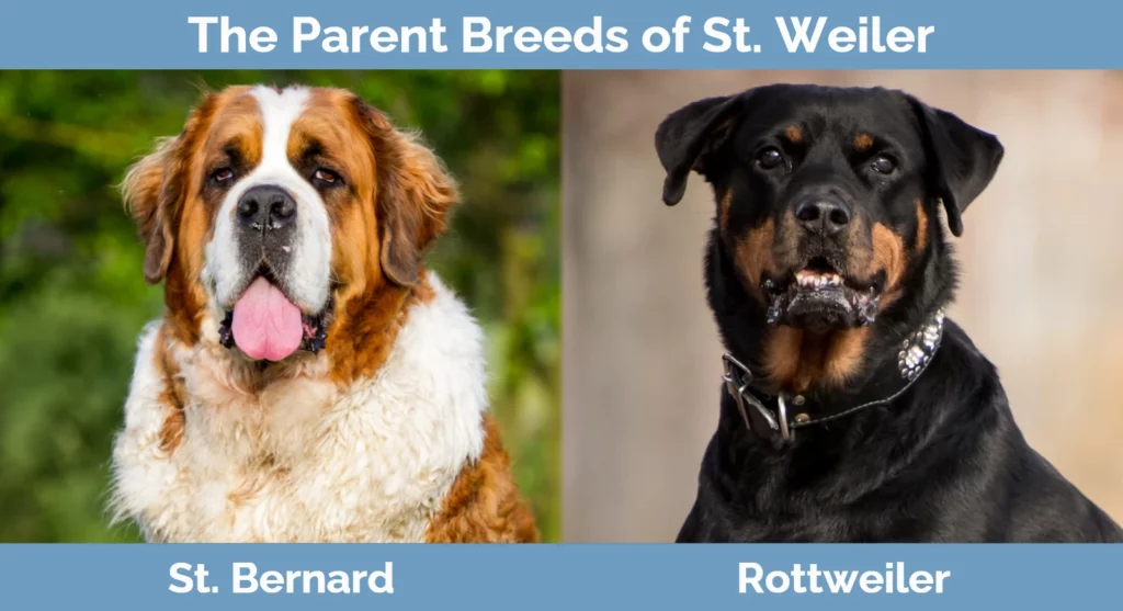 The parent breeds of St. Weiler