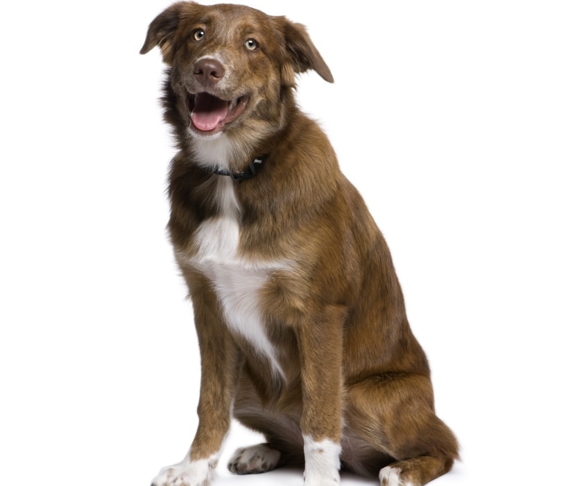 australian retriever in white background