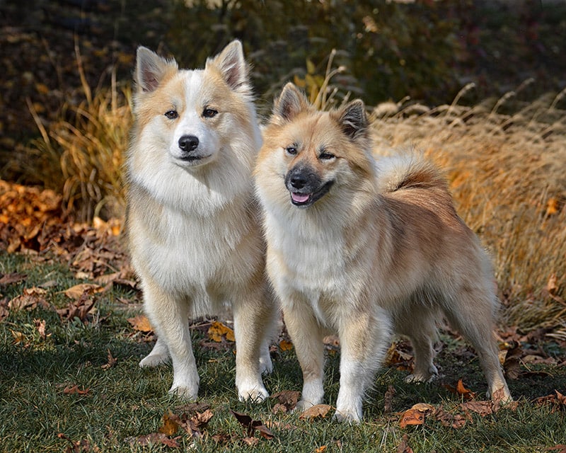 couple of icelandic sheepdogs outdoor