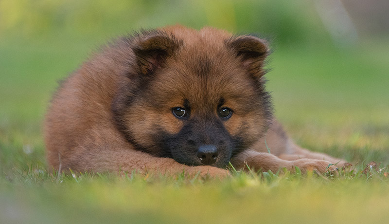 eurasier puppy