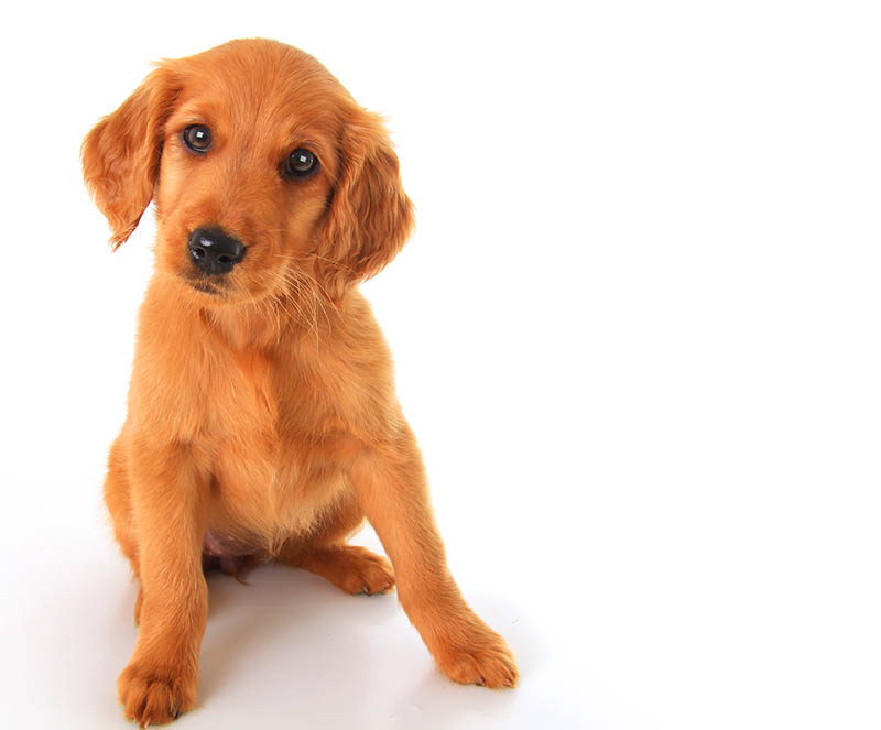 golden irish mixed puppy breed