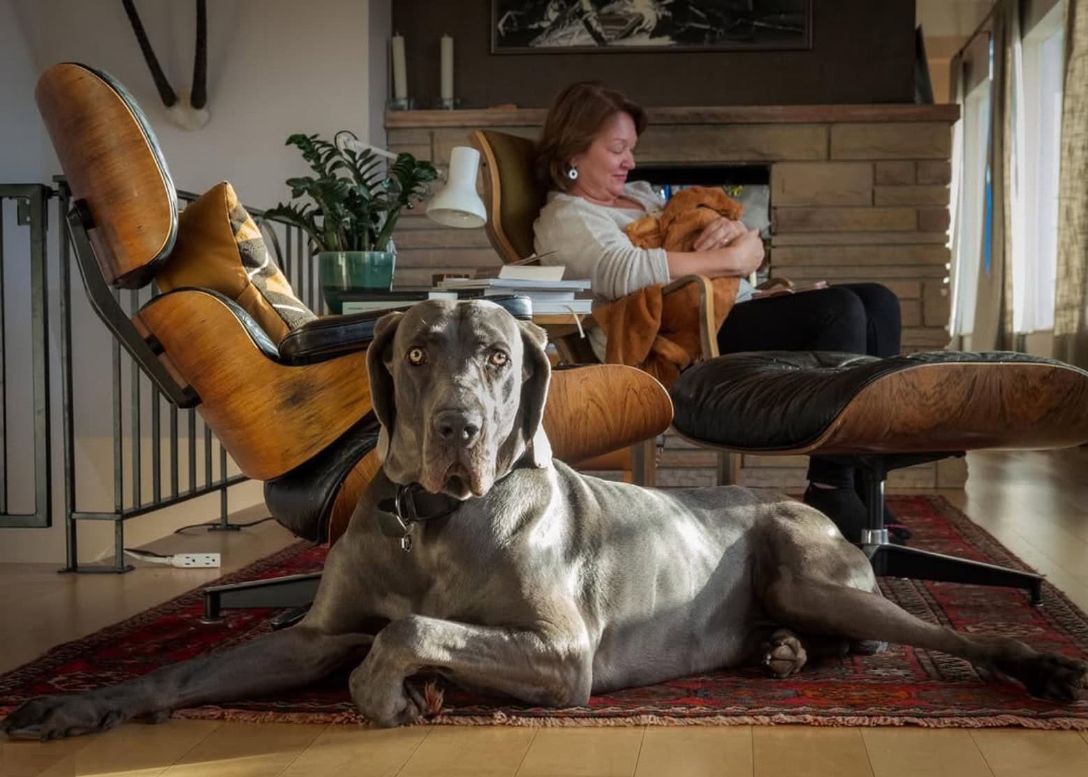 great weimar in living room with owner