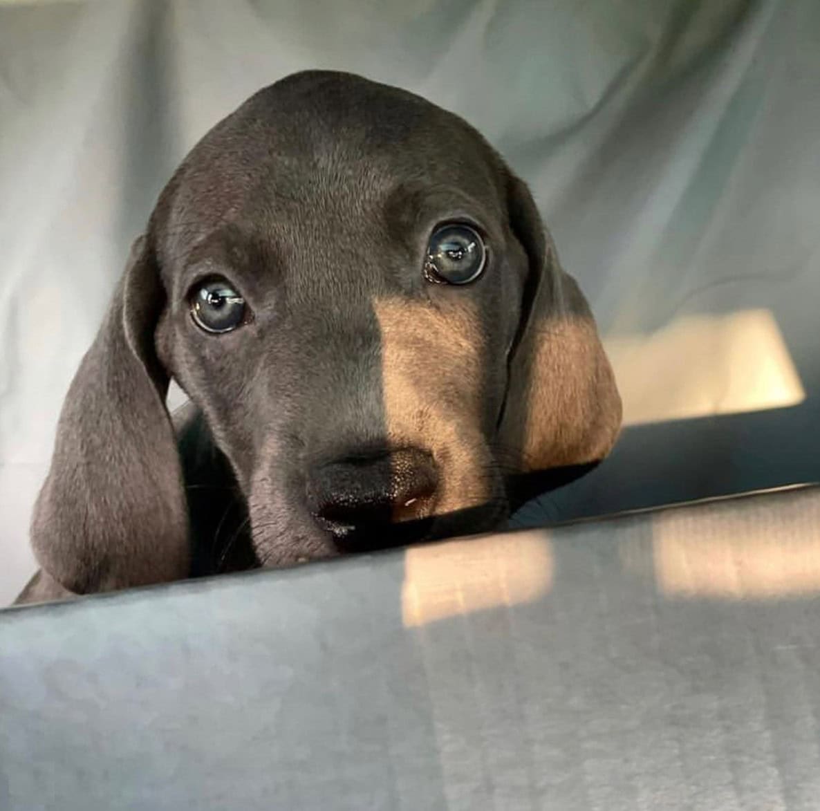 great weimar puppy