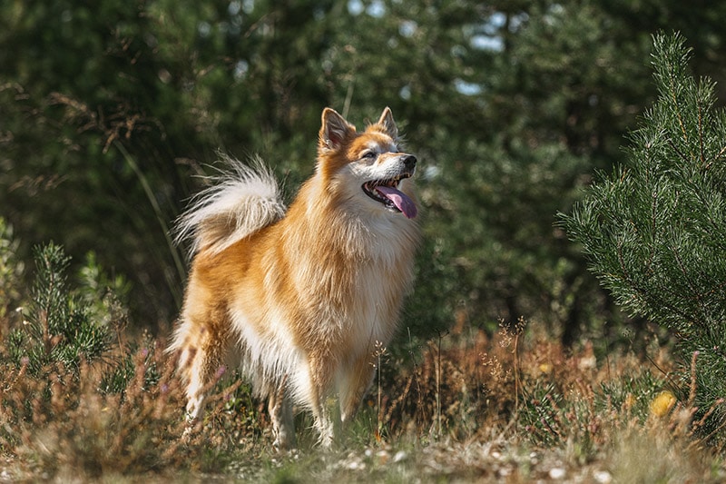 icelandic sheepdog in moorland