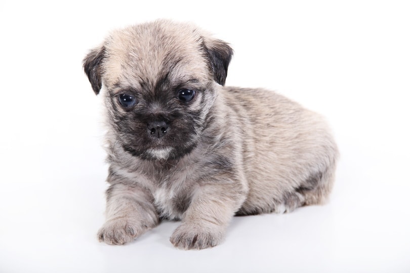 maltipug puppy