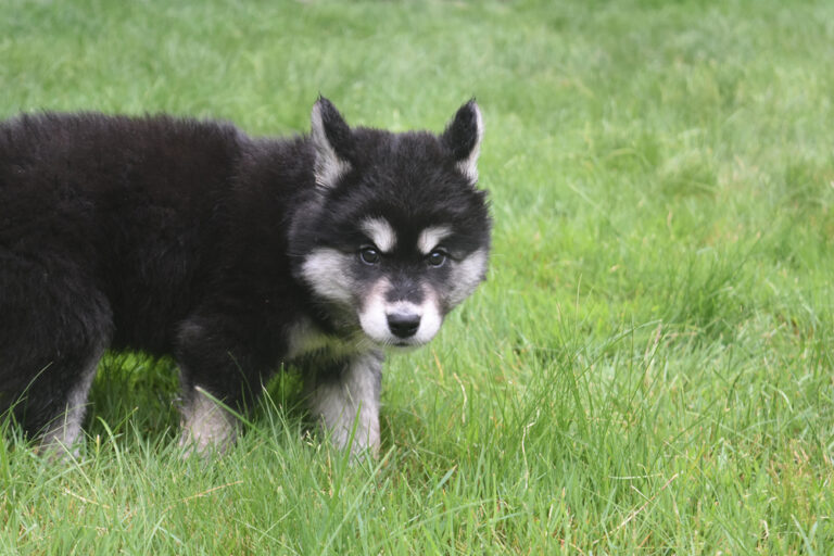 Alusky (Alaskan Malamute & Siberian Husky Mix): Info, Pictures, Facts ...