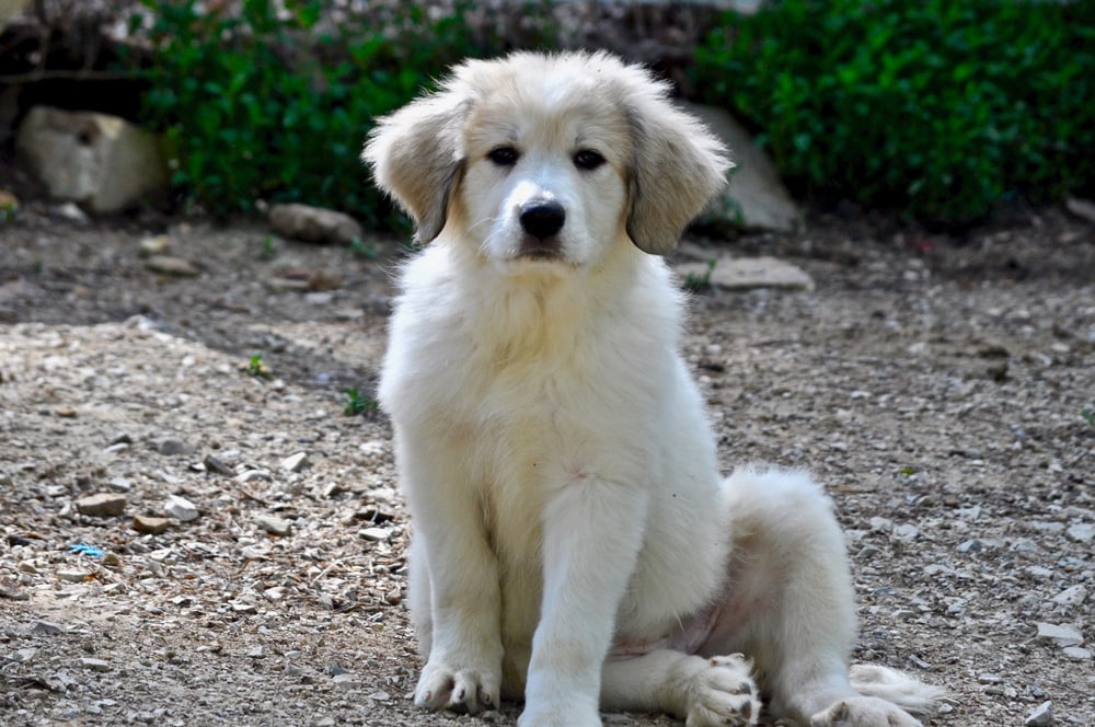 Great Pyrenees puppy