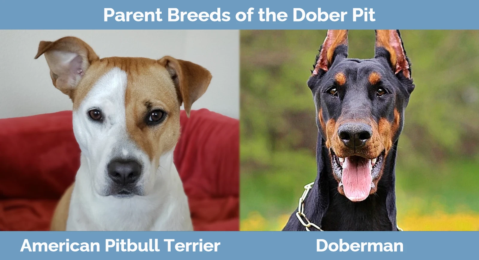 Parent breeds of the Dober Pit
