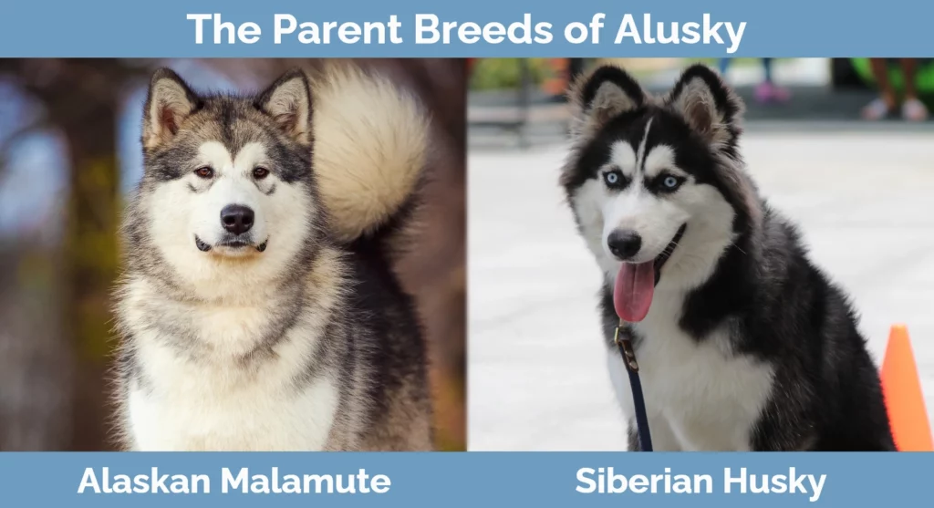The parent breeds of Alusky