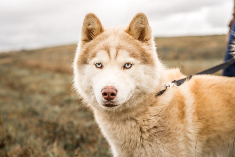23 Alaskan Malamute Mixed Breeds: Info, Pictures & Facts | Hepper Pet