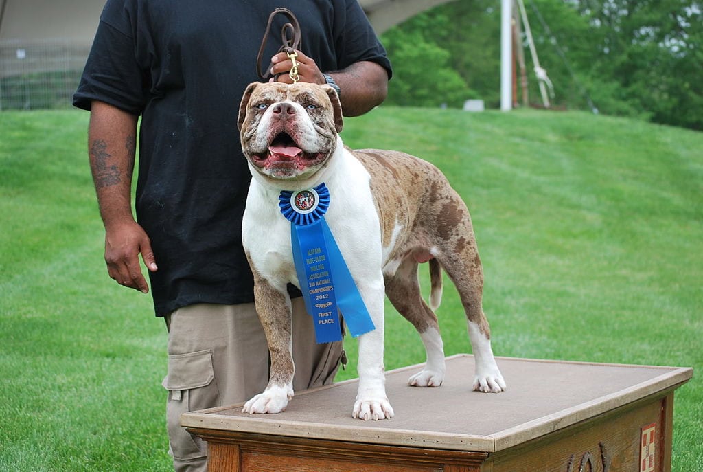 Alapaha blue blood bulldog