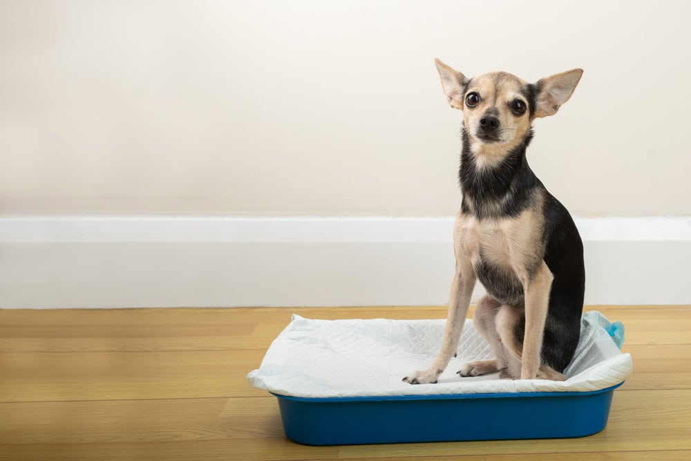 Dog litter