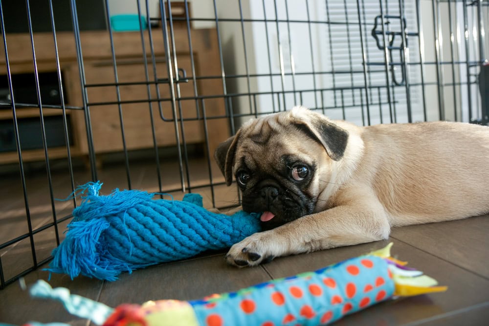 Pug Puppy Playing in Playpen