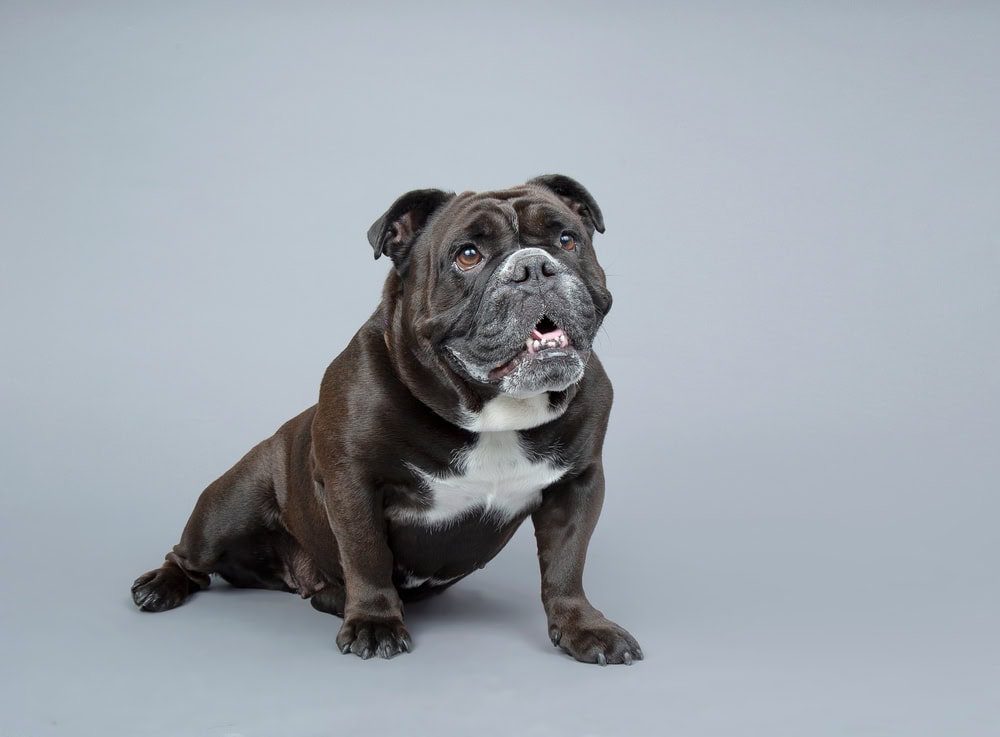 Victorian Bulldog
