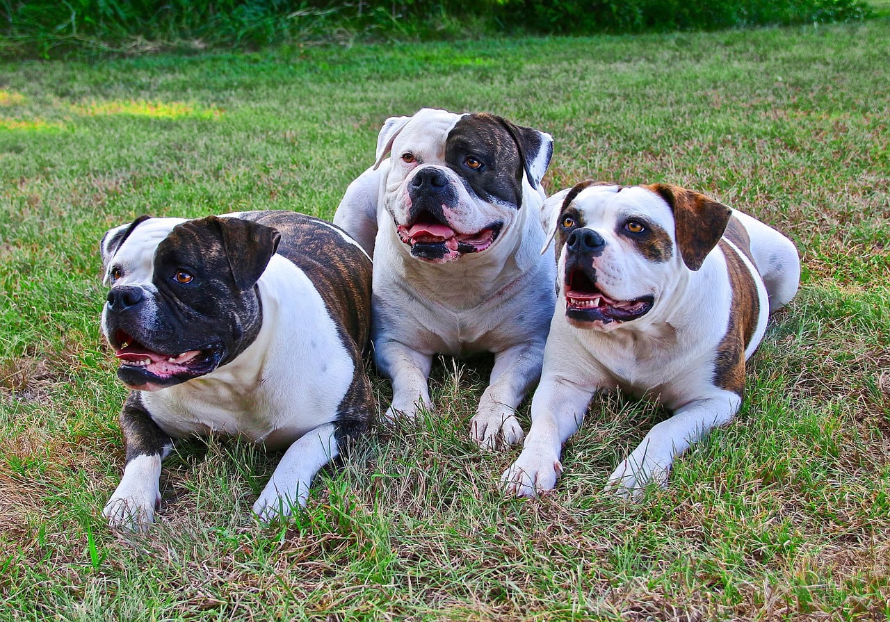 american-bulldogs lying on the grass