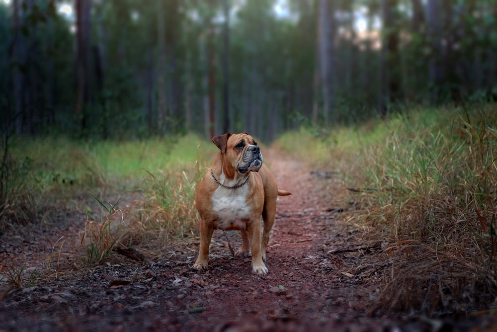 australian-bulldog